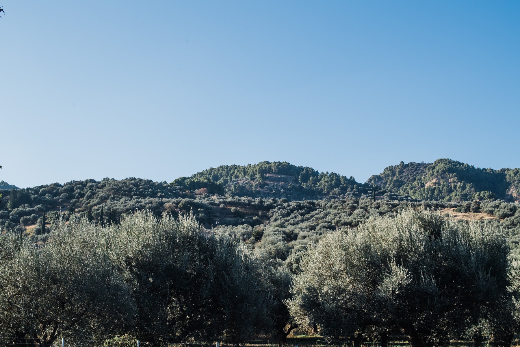 Direkt aus der Peloponnes